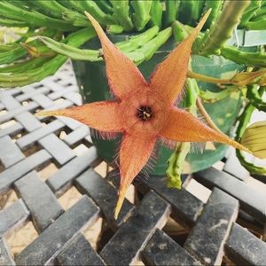 Stapelia Starfish flower Carrion succulent plant